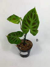 Load image into Gallery viewer, Philodendron Verrucosum - 4in
