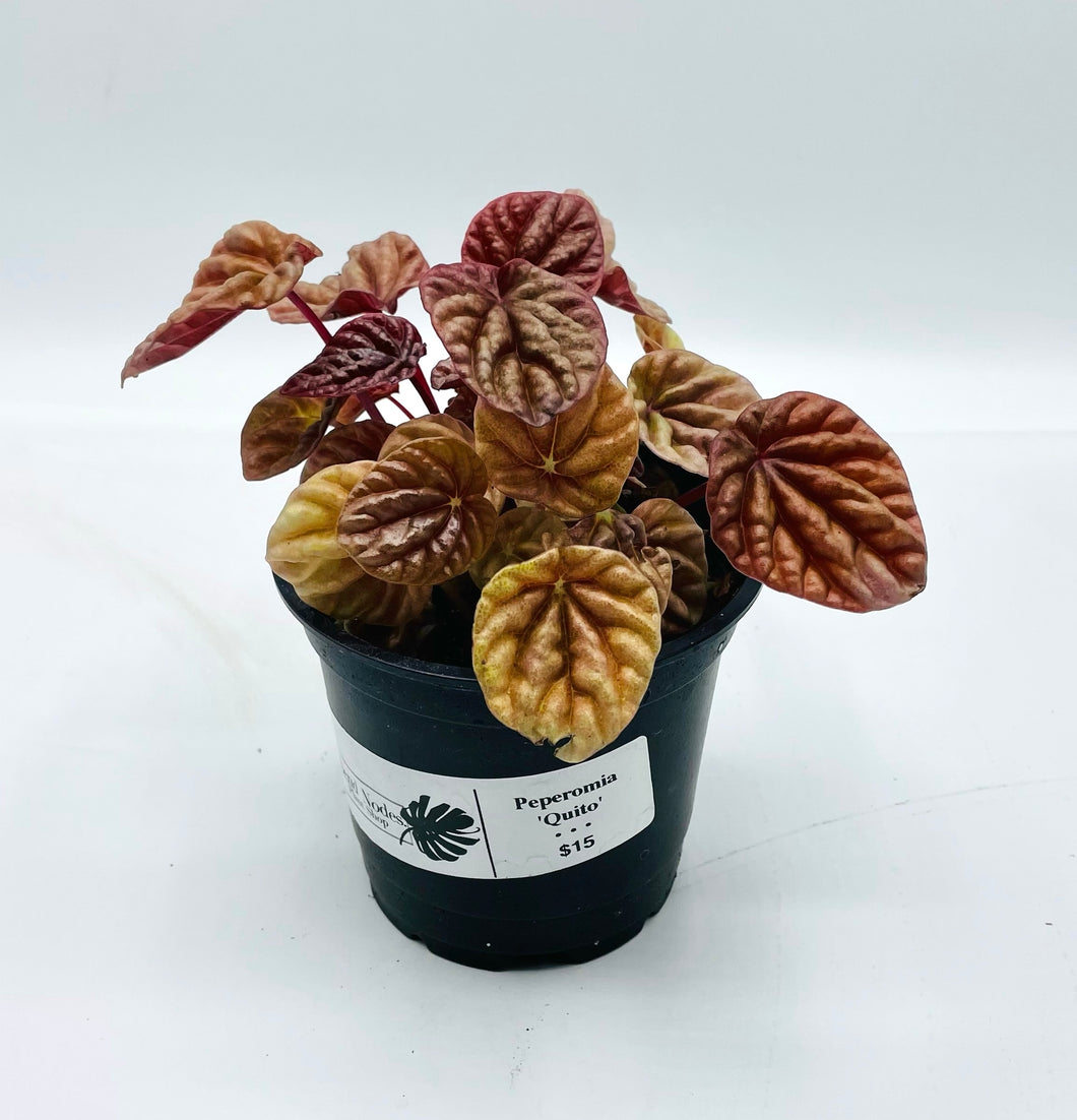 Peperomia caperata ‘Quito’ 4in