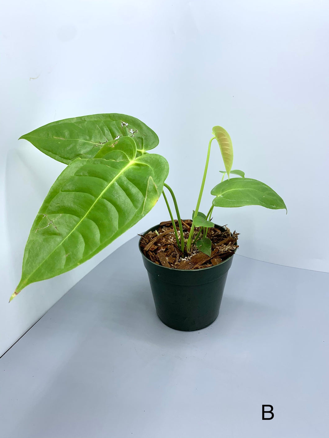 Anthurium Veitchii 4in