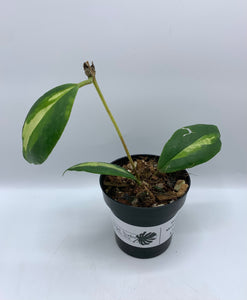 Hoya Incrassata Variegata "Moonshadow" 3in
