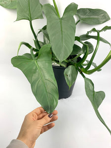 Philodendron Silver Sword 10in