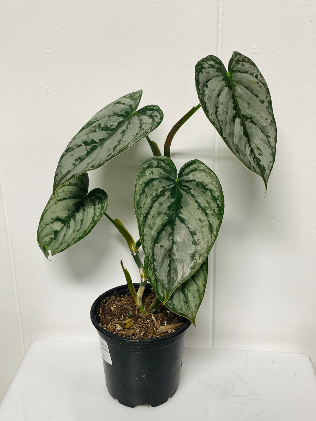 Philodendron Brandtianum 4in