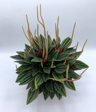 Load image into Gallery viewer, Peperomia caperata Rosso 4in
