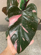 Load image into Gallery viewer, Philodendron Pink Princess 8in
