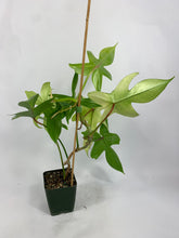 Load image into Gallery viewer, Philodendron Florida Ghost “Mint” 6in
