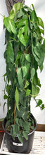 Load image into Gallery viewer, Pothos Cebu Blue Totem 12in
