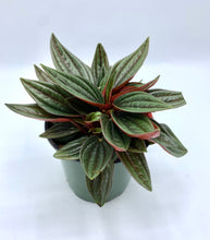 Load image into Gallery viewer, Peperomia caperata Rosso 4in
