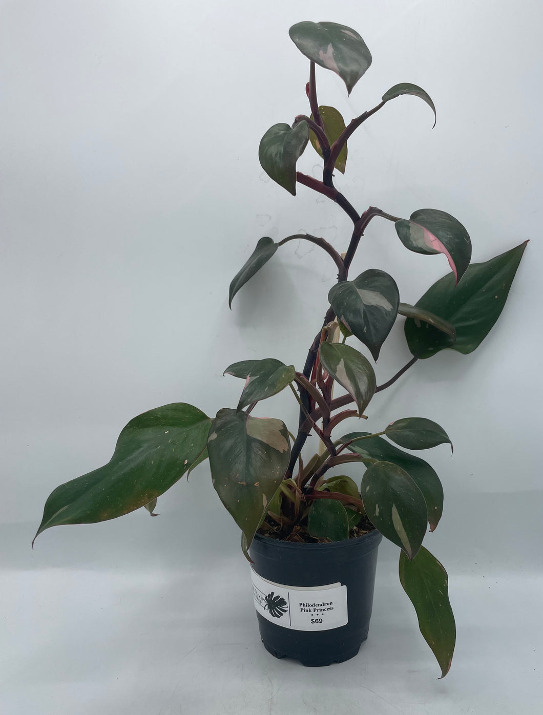 Philodendron ‘Pink Princess’ 4in