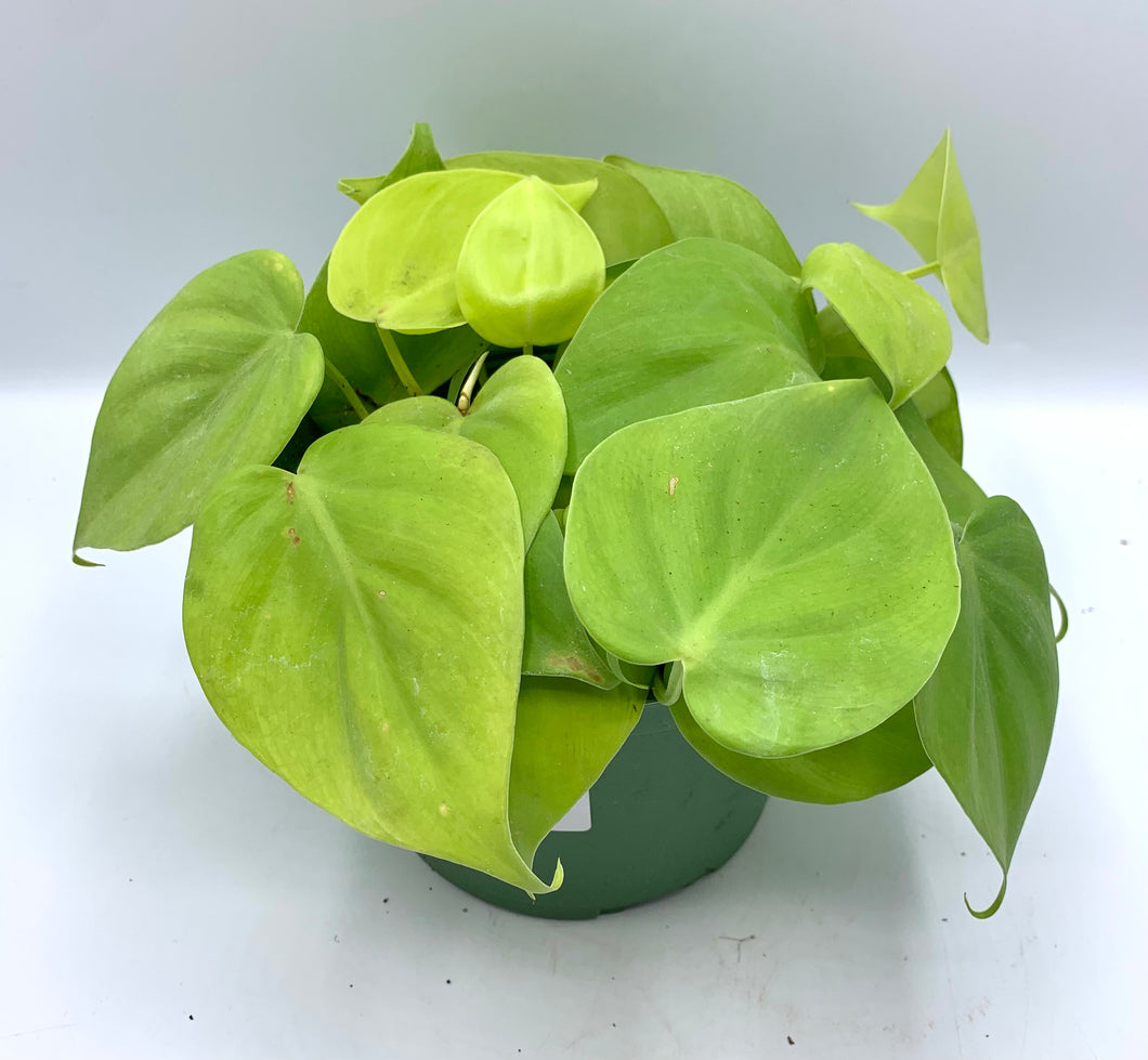 Philodendron Cordatum Lemon 4in