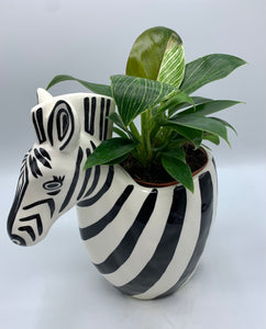 Pot: Zebra 4in