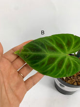 Load image into Gallery viewer, Philodendron Verrucosum - 4in
