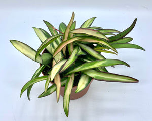 Hoya Wayetii Tricolor 4in