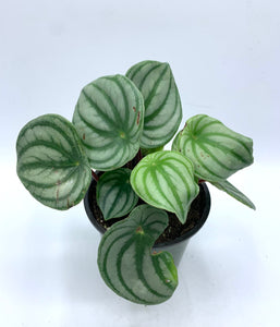 Peperomia Watermelon 4in