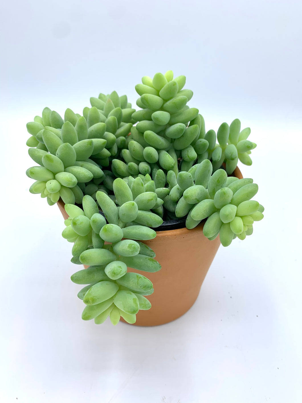 Burro's Tail 4in