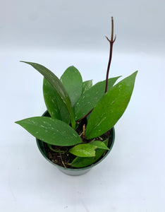 Hoya Pubicalyx 4in