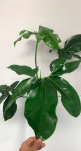 Load image into Gallery viewer, Philodendron Fun Bun 8in
