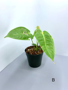 Anthurium Veitchii 4in