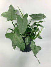 Load image into Gallery viewer, Philodendron Silver Sword 10in

