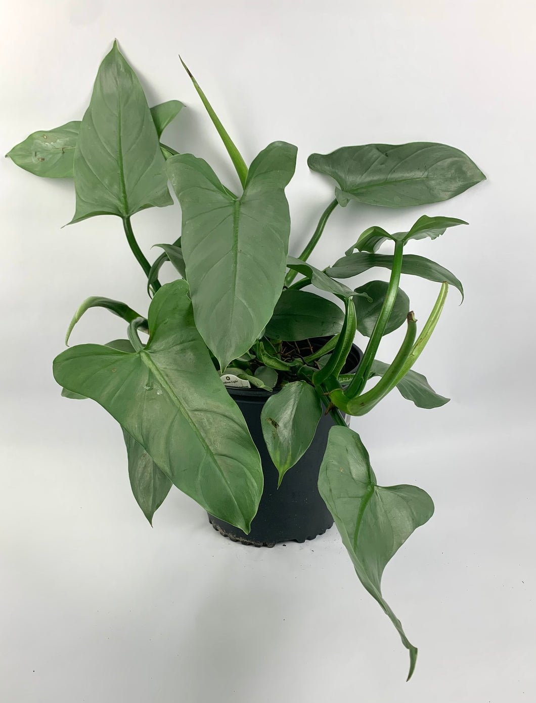 Philodendron Silver Sword 10in