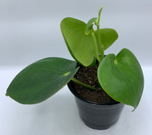 Load image into Gallery viewer, Peperomia Raindrop 4in
