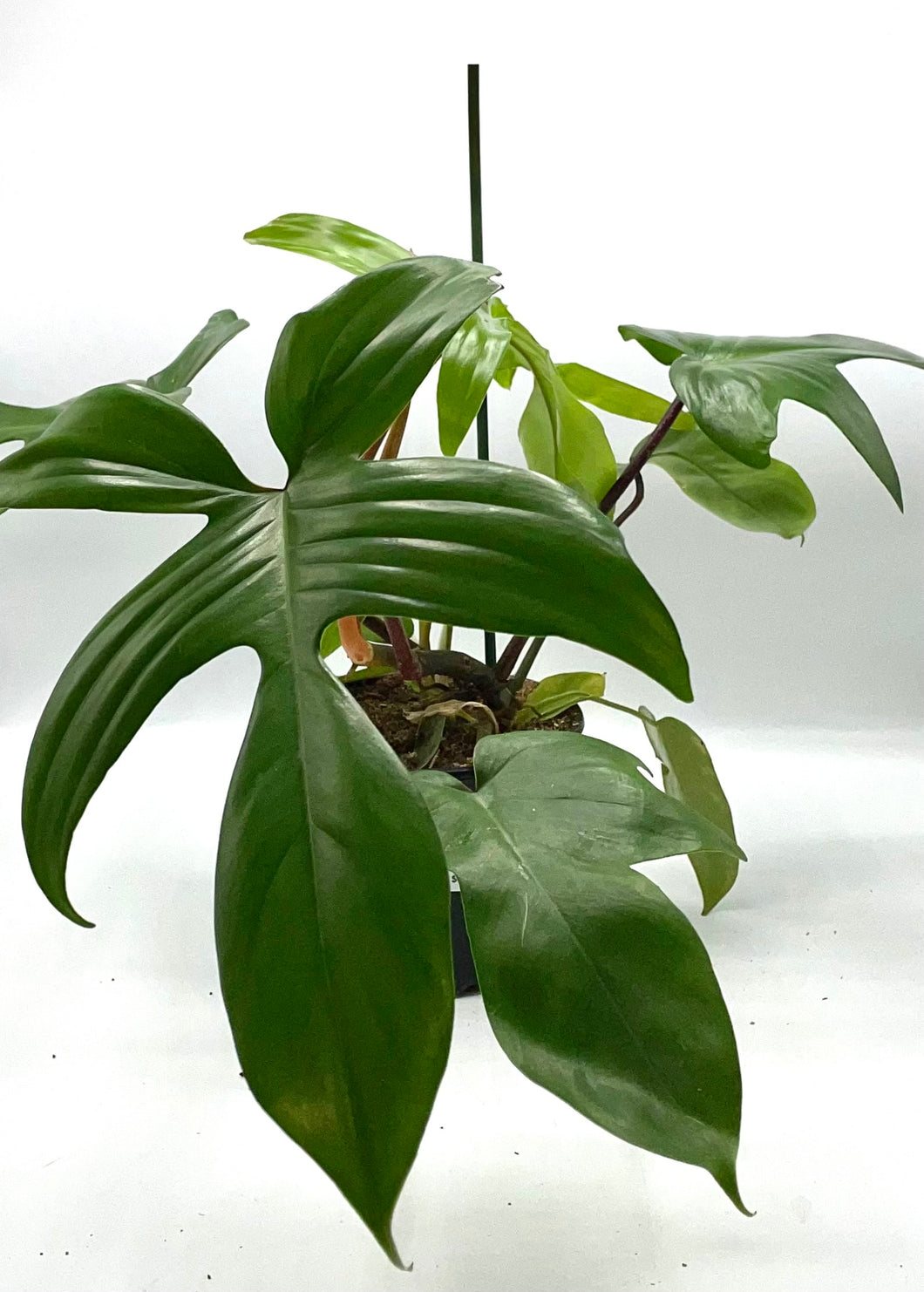 Philodendron Florida Green 10in