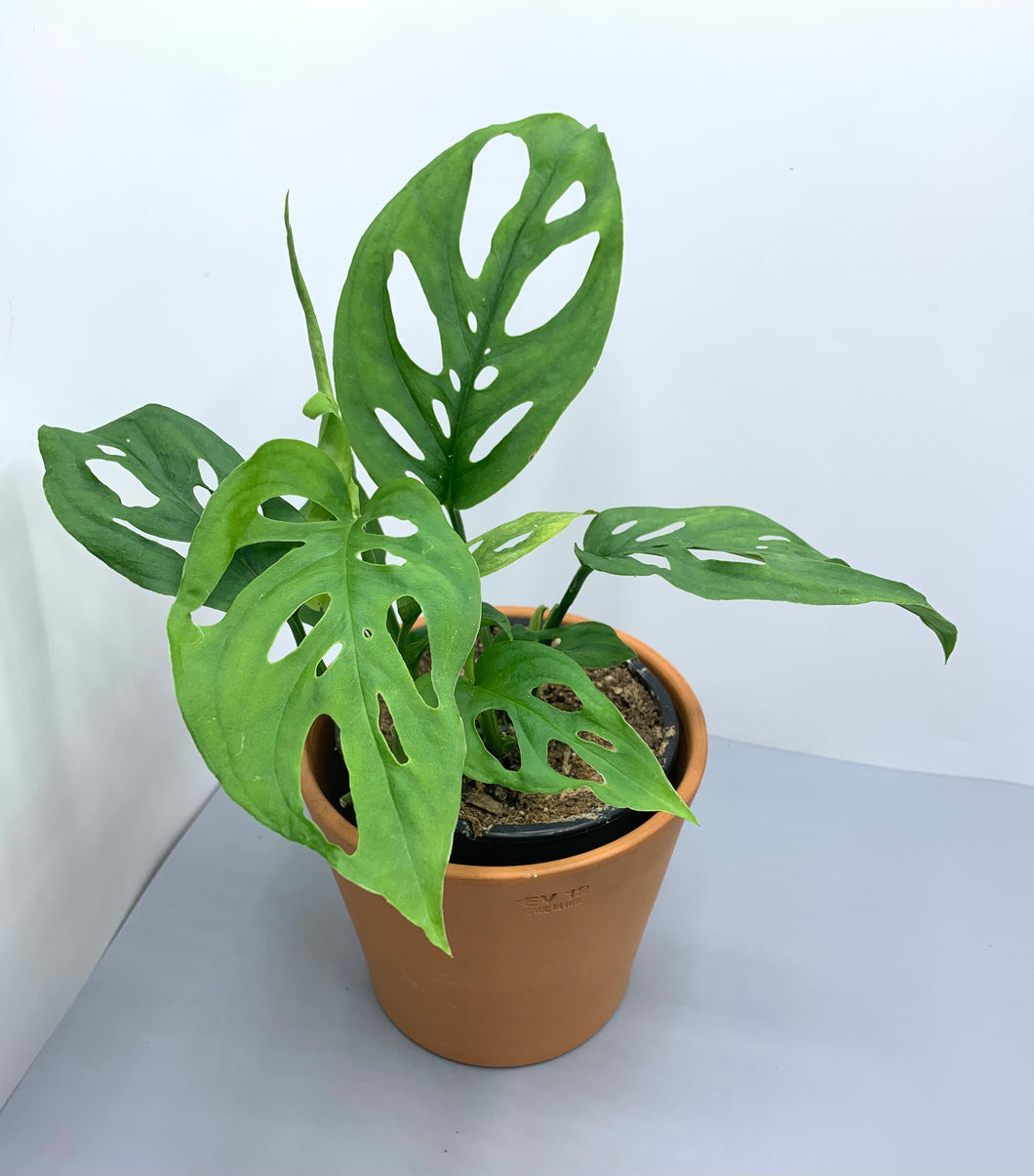 Monstera Adansonii 4in