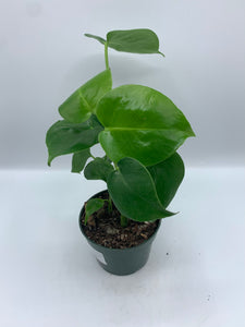 Monstera Deliciosa 4in