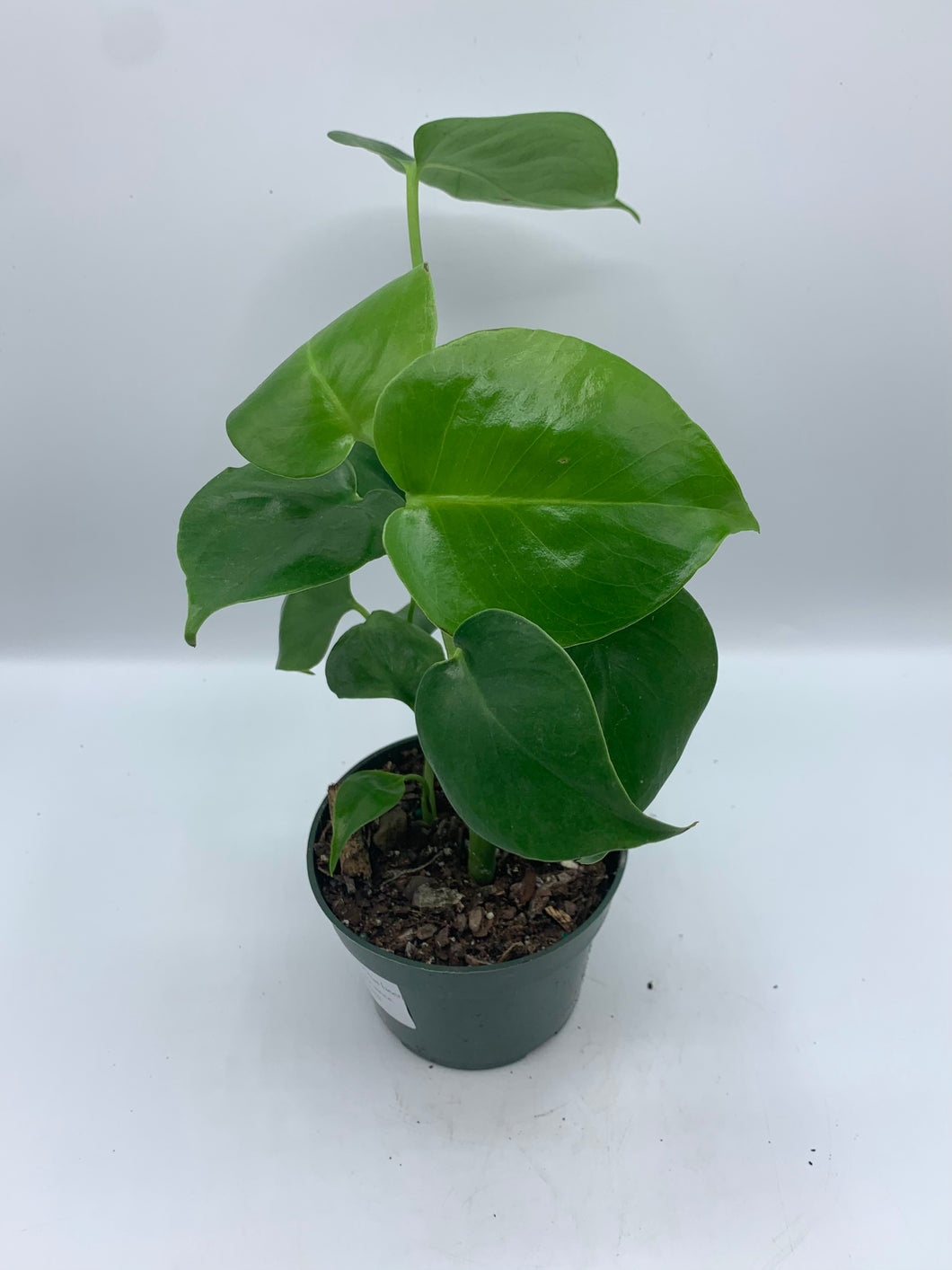 Monstera Deliciosa 4in