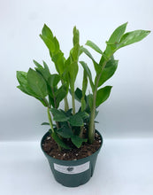 Load image into Gallery viewer, ZZ Plant Zamioculcas Zamiifolia 4in
