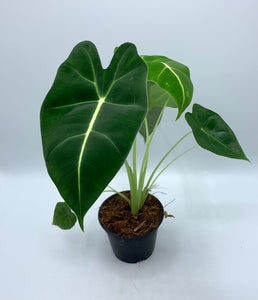 Alocasia Frydek 4in