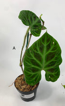 Load image into Gallery viewer, Philodendron Verrucosum - 4in

