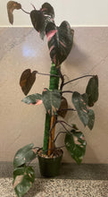 Load image into Gallery viewer, Philodendron Pink Princess 8in
