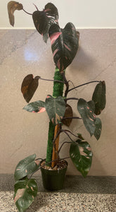 Philodendron Pink Princess 8in