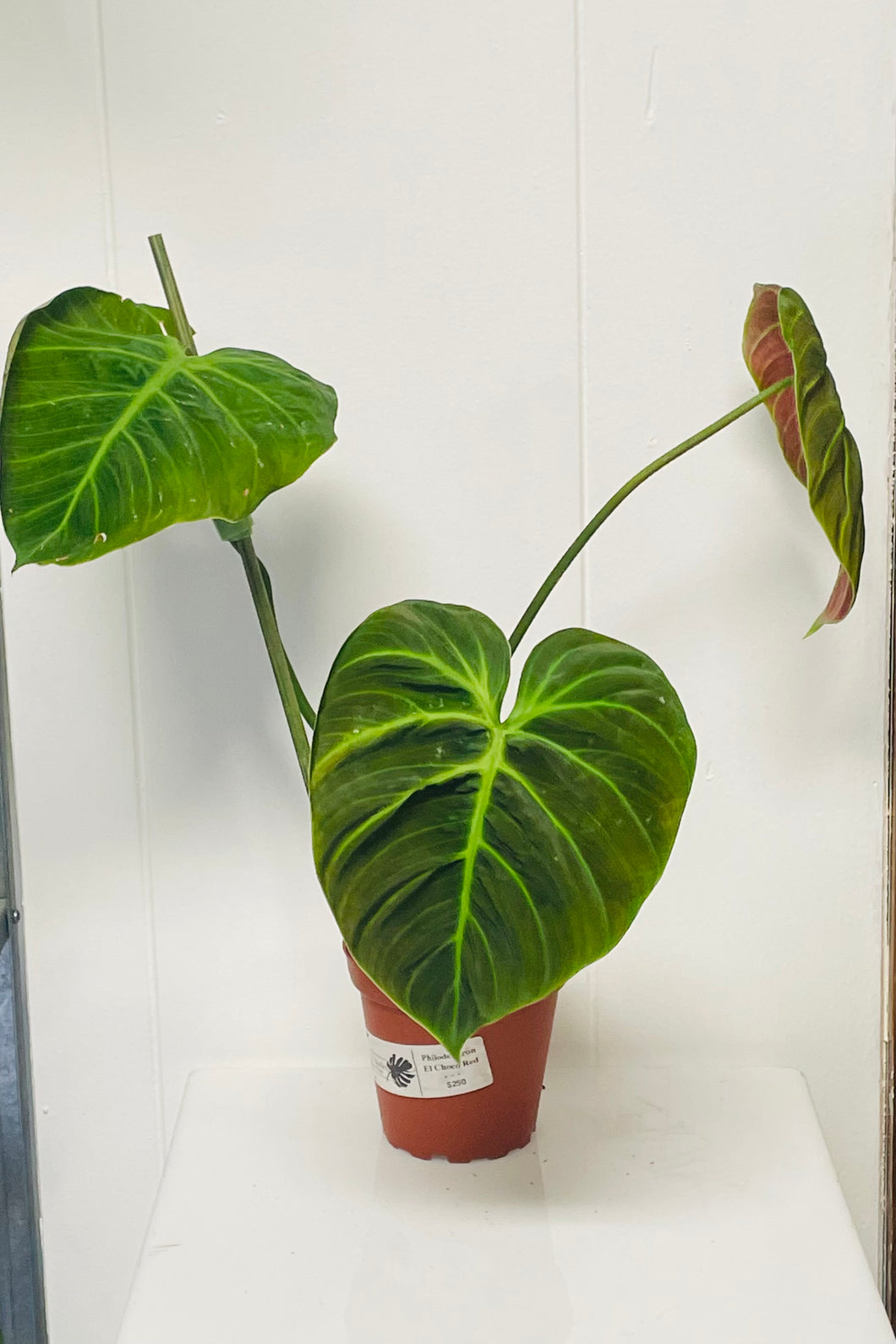 Philodendron El Choco Red 4in