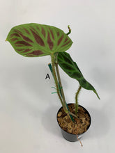 Load image into Gallery viewer, Philodendron Verrucosum - 4in
