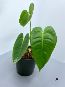 Anthurium Veitchii 4in