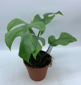 Rhaphidophora Tetrasperma Mini Monstera 4in