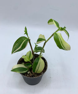 Tradescantia Pistachio White 4in