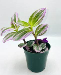 Tradescantia Nanouk 4in