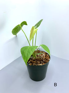 Anthurium Veitchii 4in