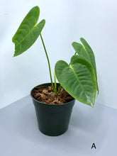 Load image into Gallery viewer, Anthurium Veitchii 4in
