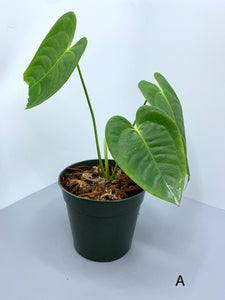 Anthurium Veitchii 4in